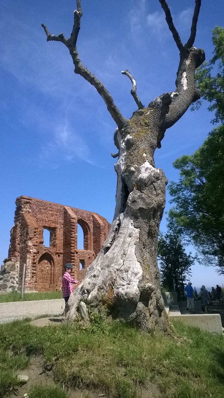 Image - tree trzęsacz the ruins of the