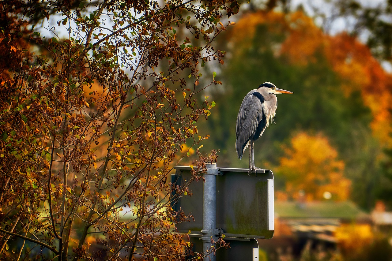 Image - autumn bird heron grey heron