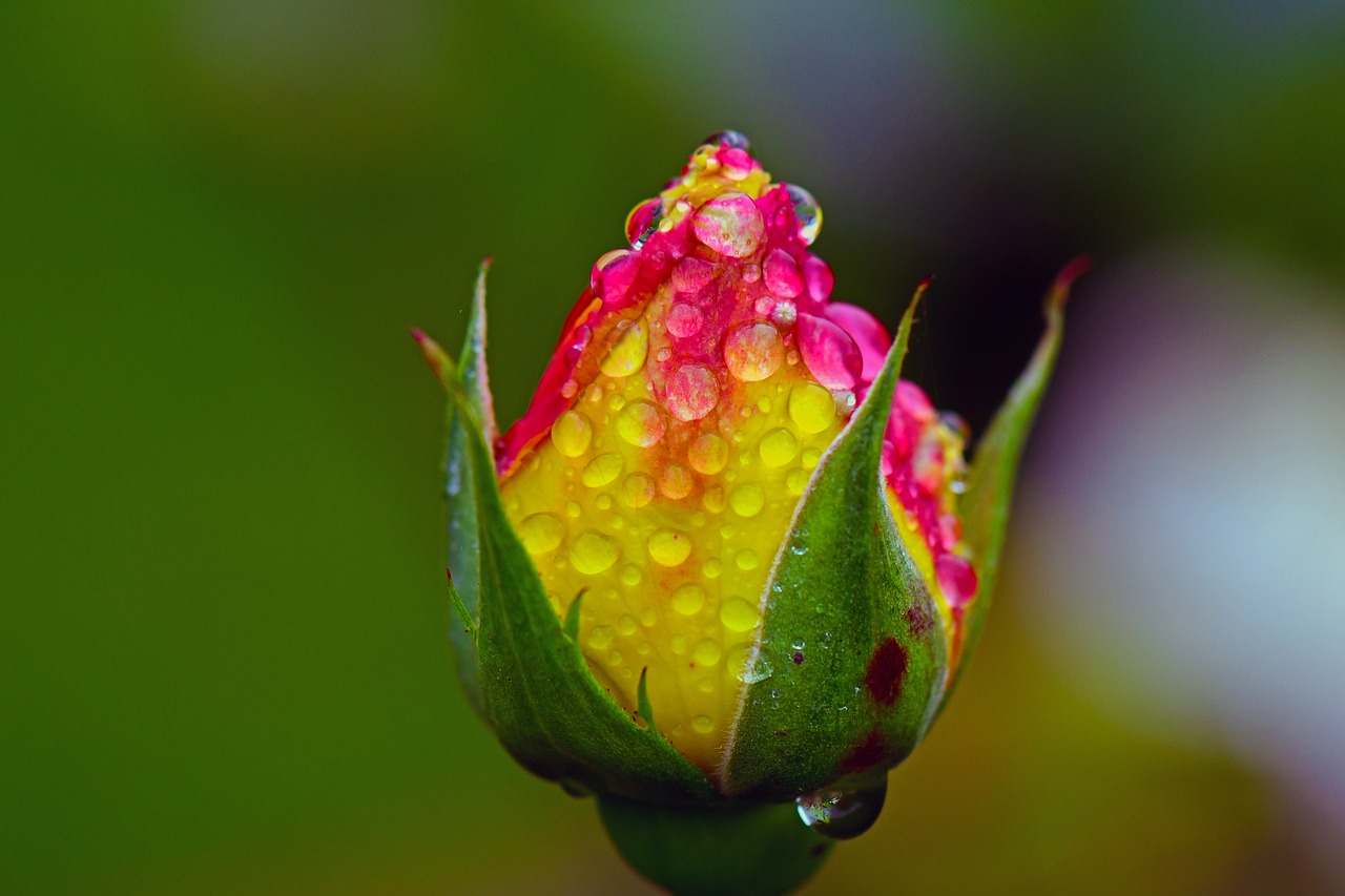 Image - rose rain raindrop blossom bloom