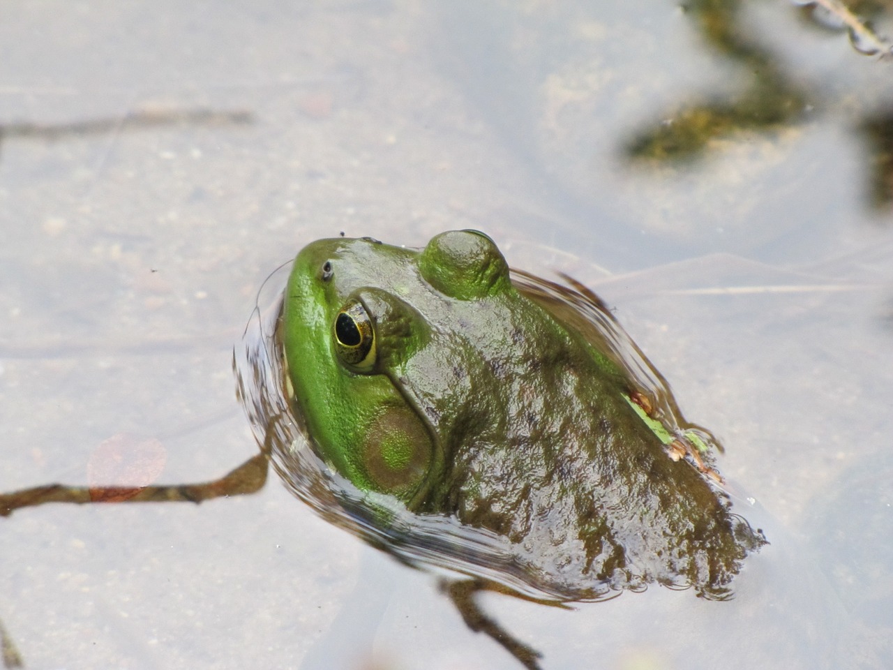 Image - frog bullfrog amphibian water