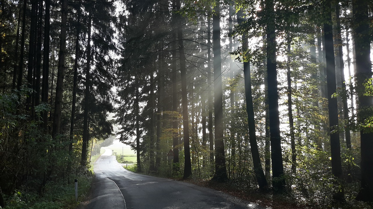 Image - forest road away sunlight haze