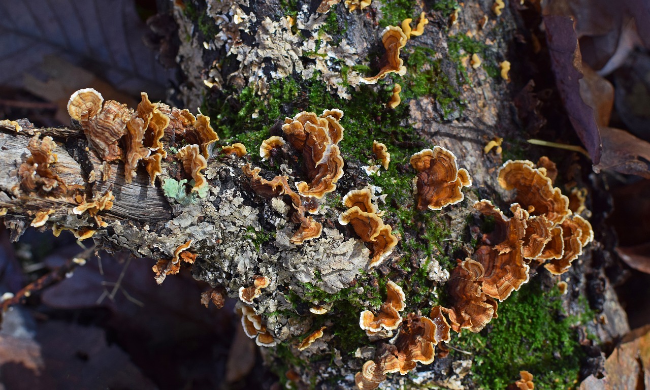 Image - mushrooms lichens symbiotic fall