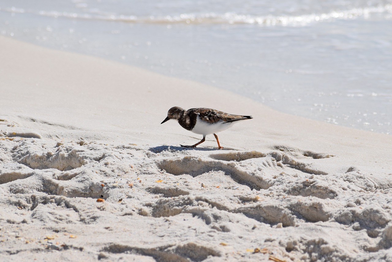 Image - ruddy turnstone shore bird