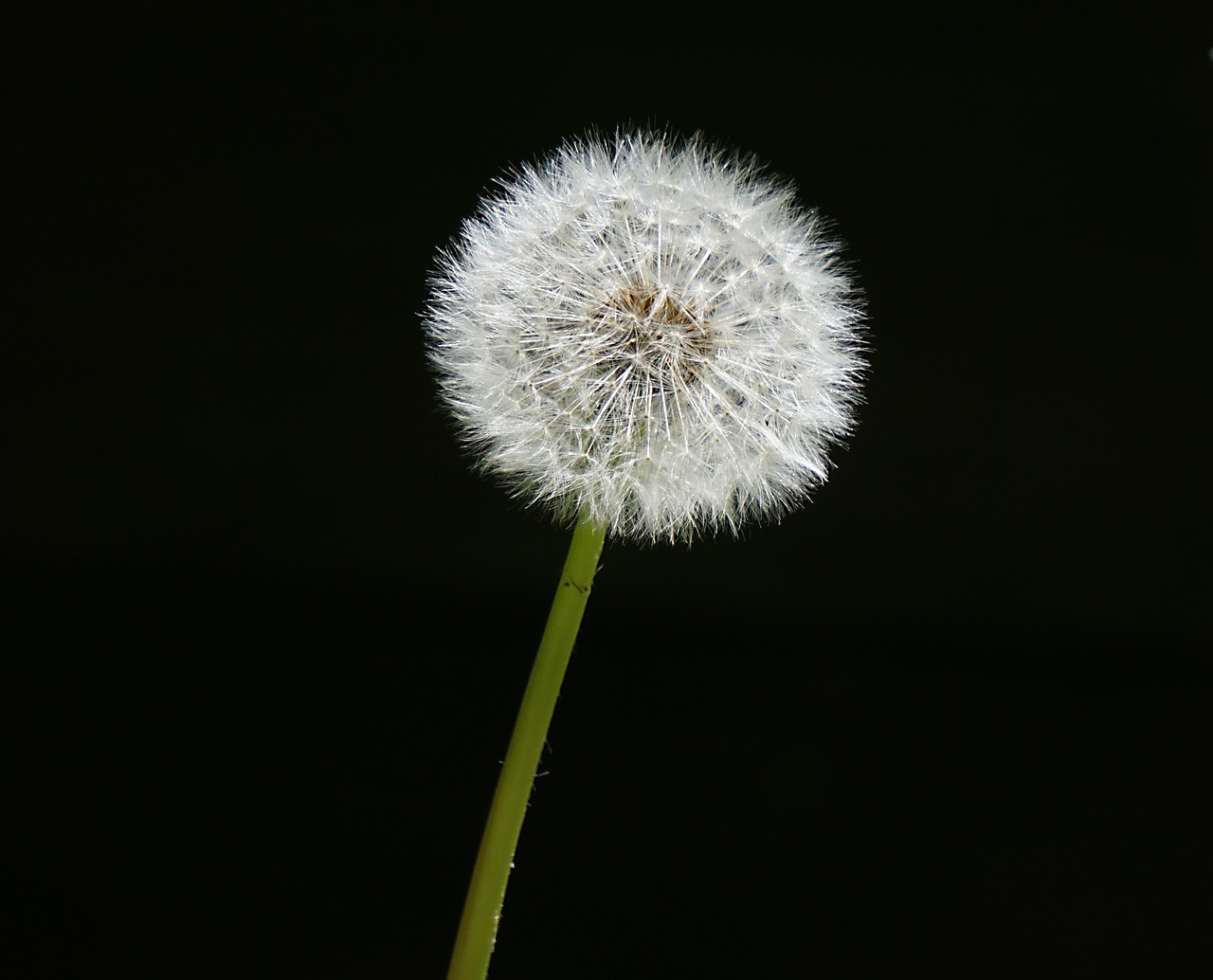 Image - garden dandelion p nature