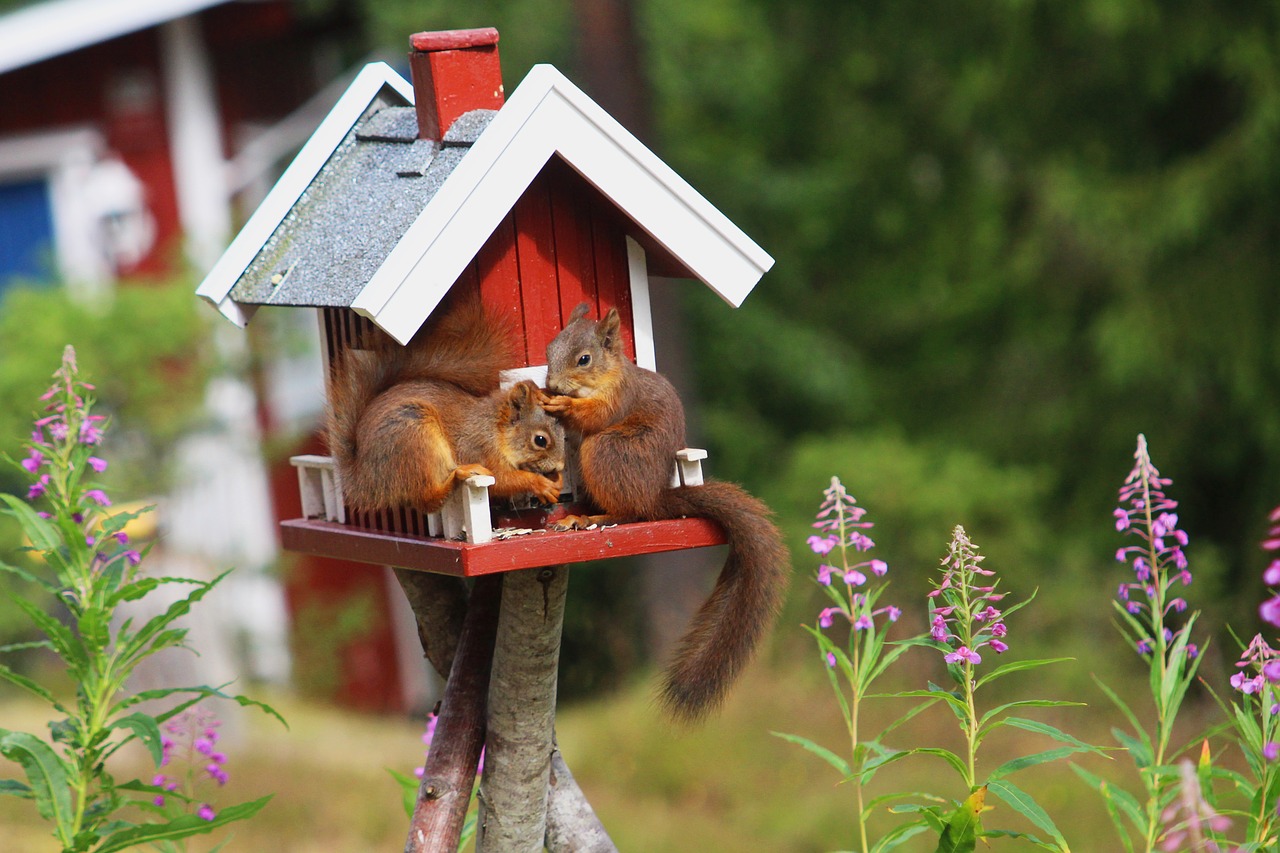 Image - squirrel sweden nature