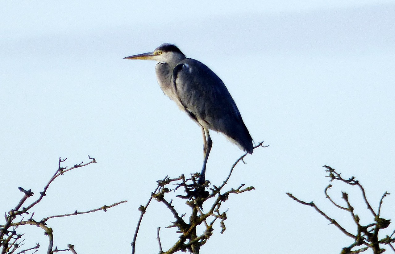 Image - sky blue heron nature bird wings