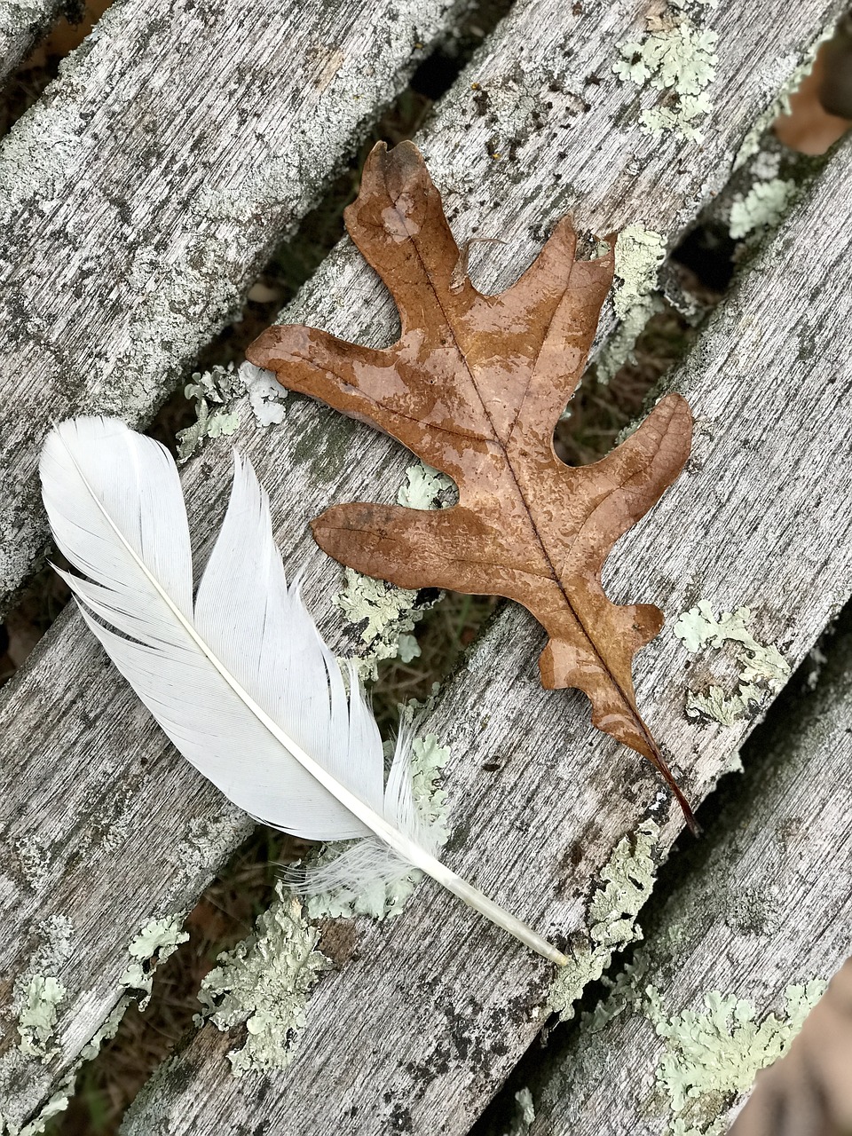 Image - feather oak leaf nature autumn