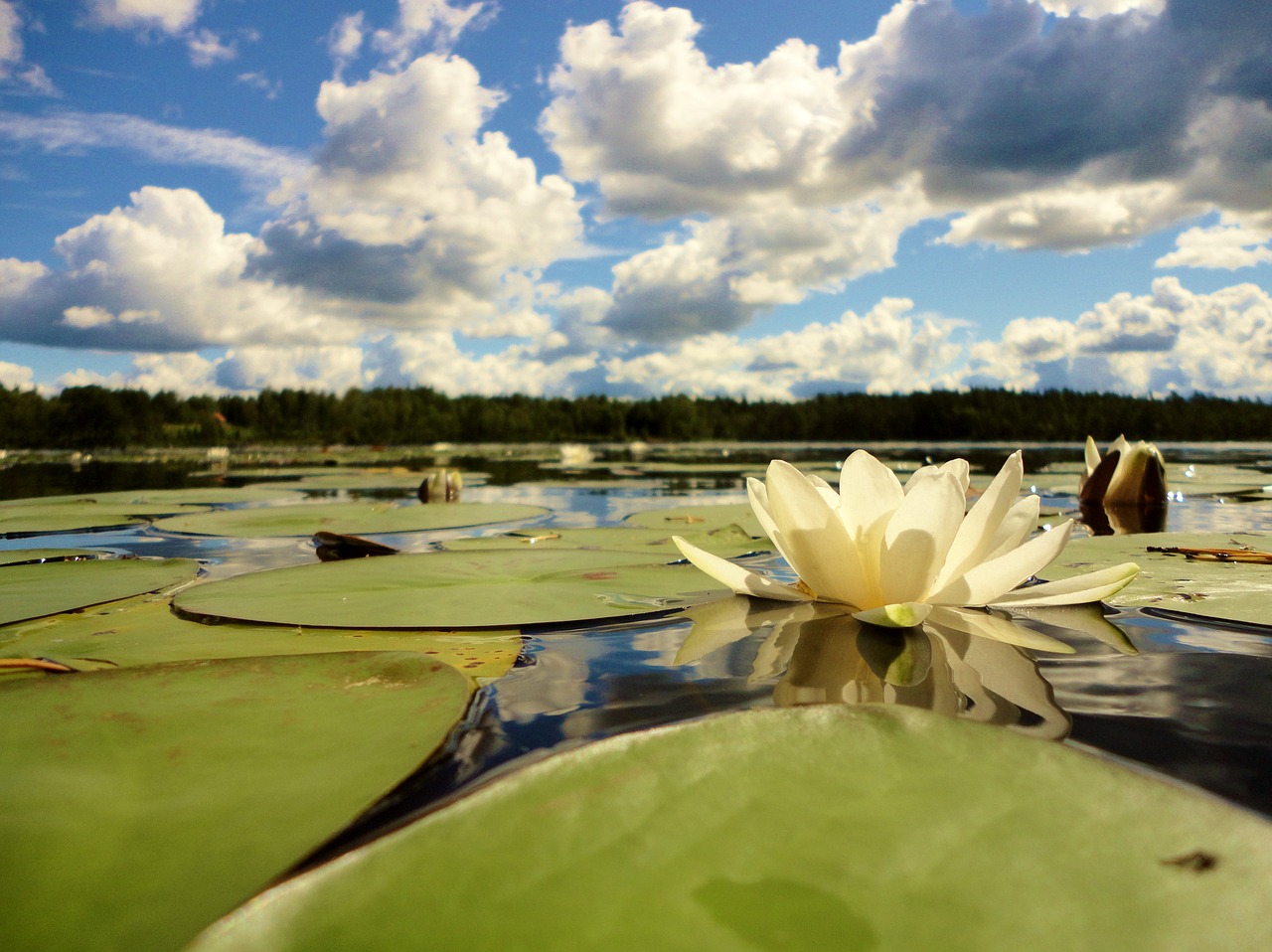 Image - water lily lake summer sweden