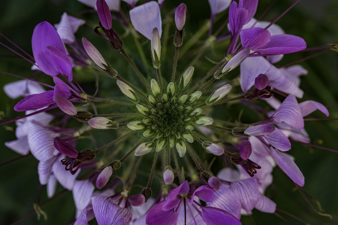 Image - strange flower flower purple flower