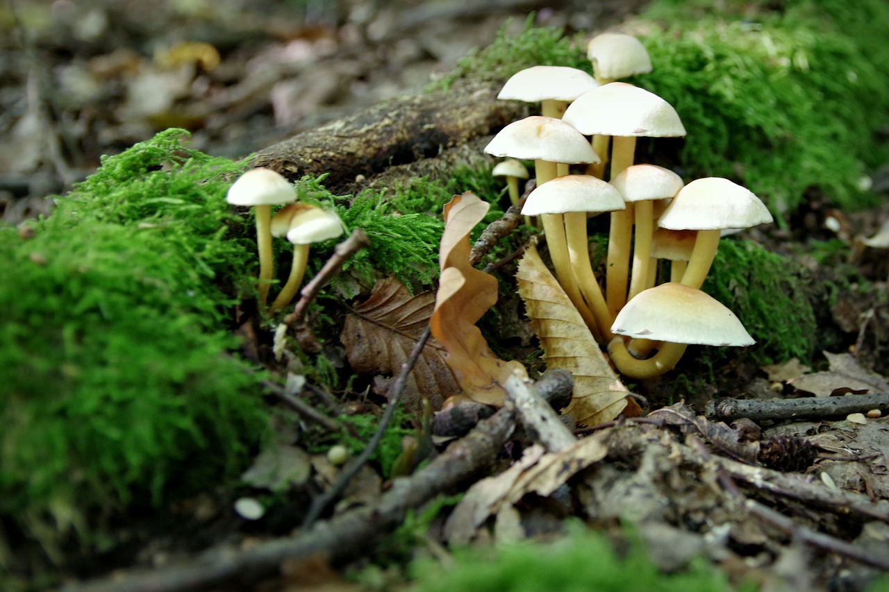 Image - mushrooms opieńki moss forest