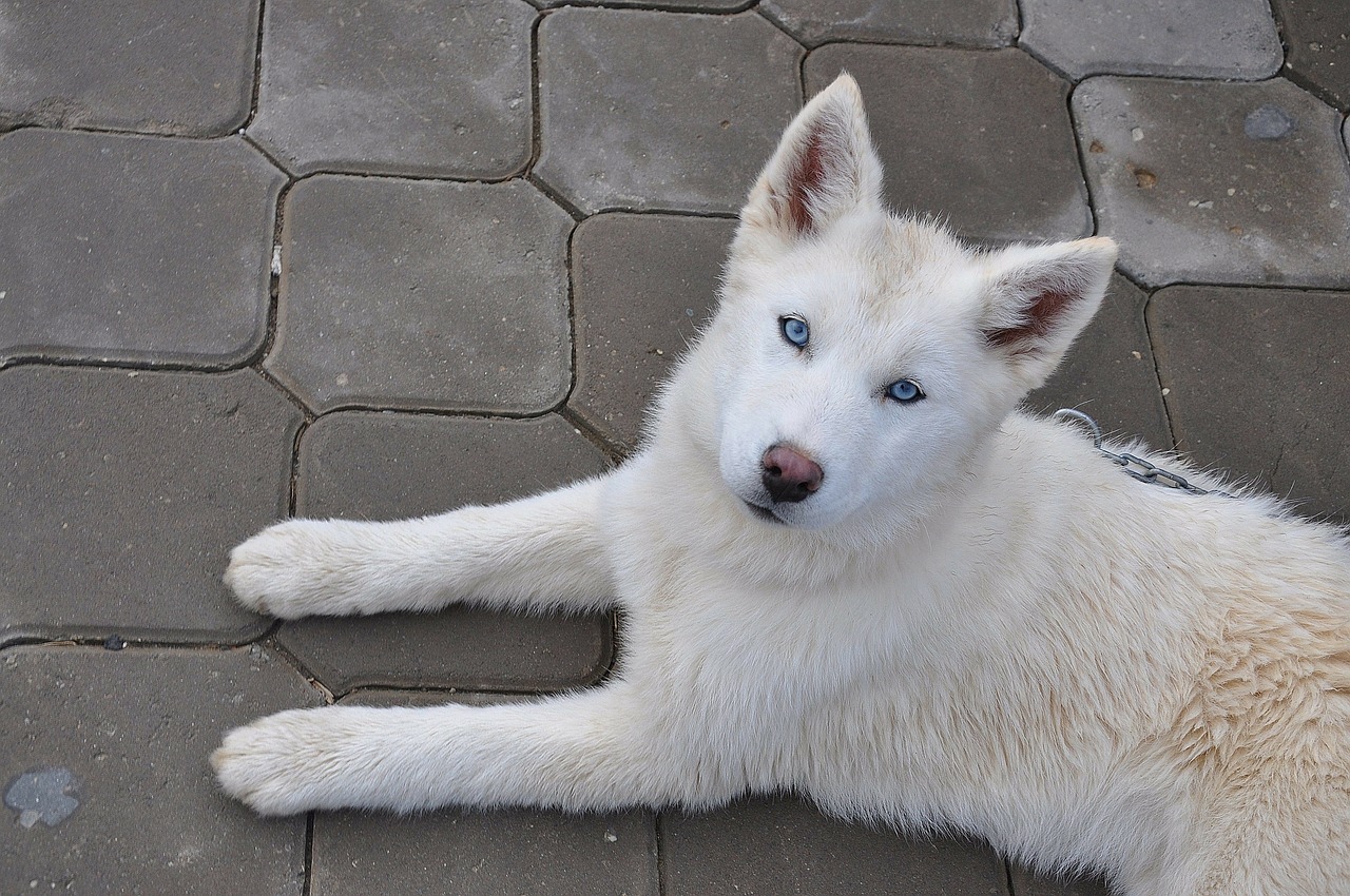 Image - dog alaska husky dogs iditarod