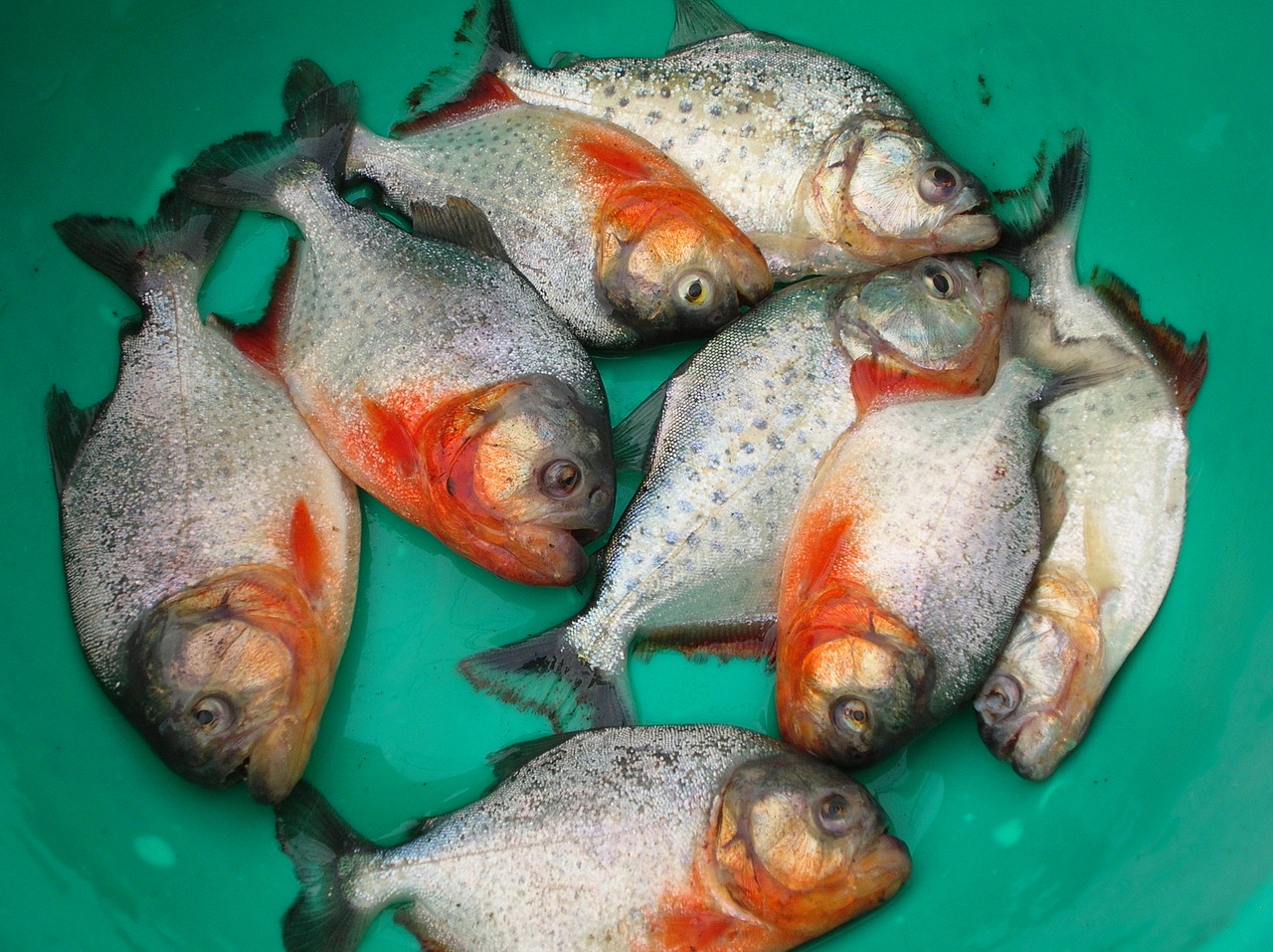 Image - fish piranha beni bolivia