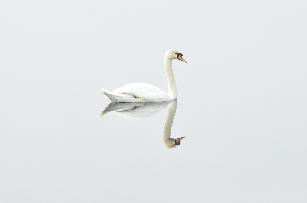 Image - swan bird nature water bird