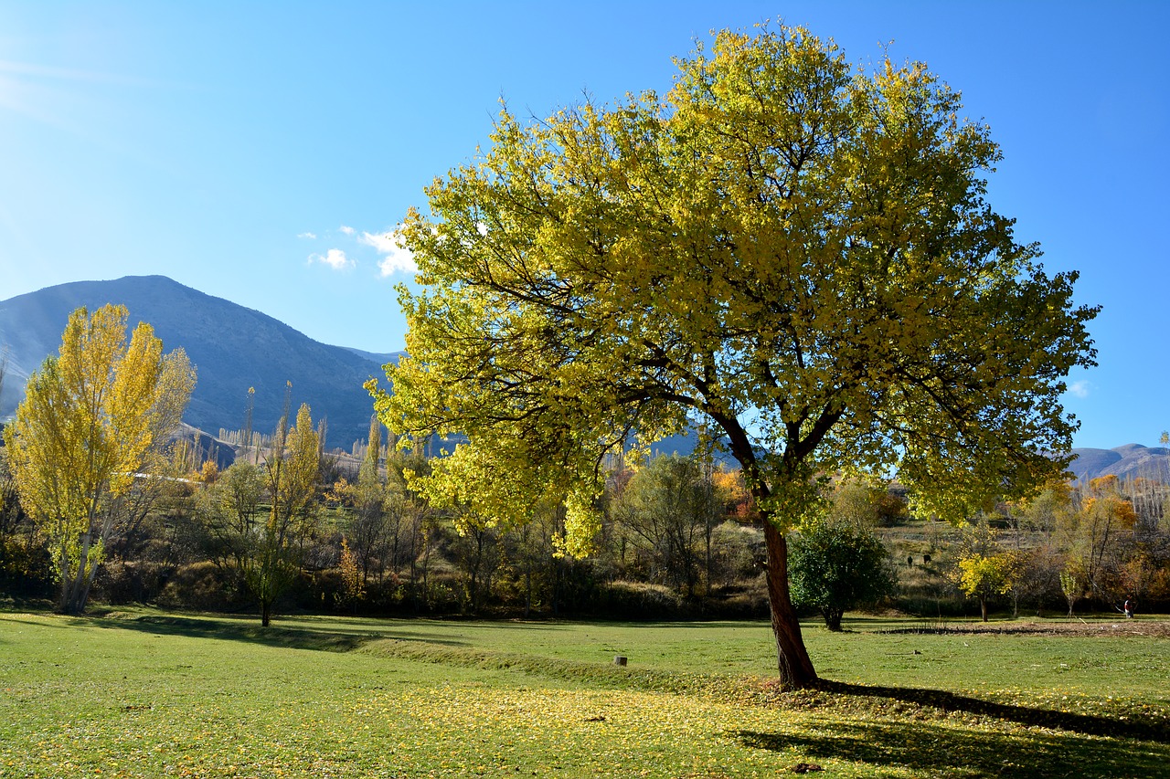 Image - autumn season nature background