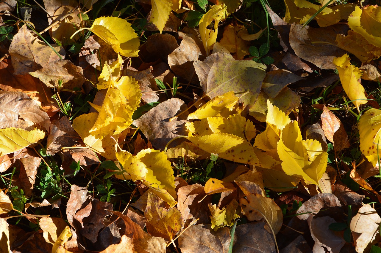 Image - autumn season nature background