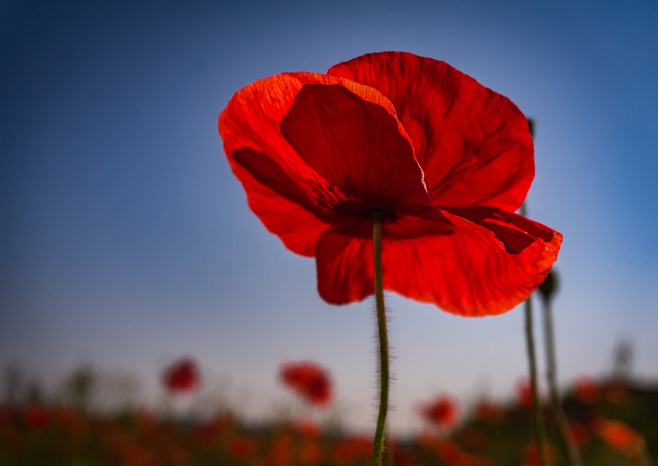 Image - flower poppy red summer blossom