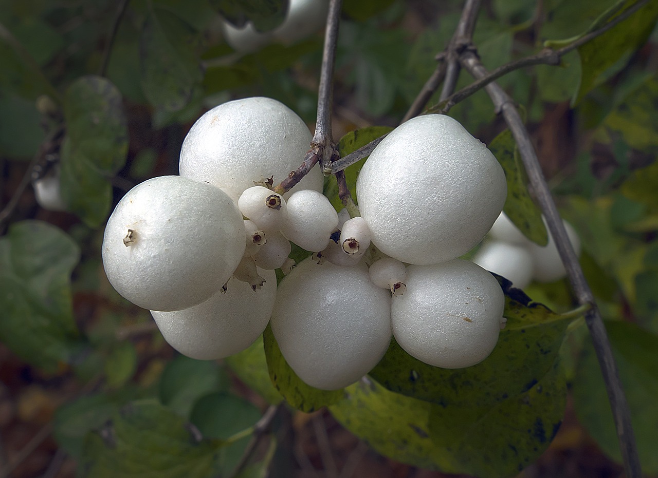 Image - snow berry fruit bang berry