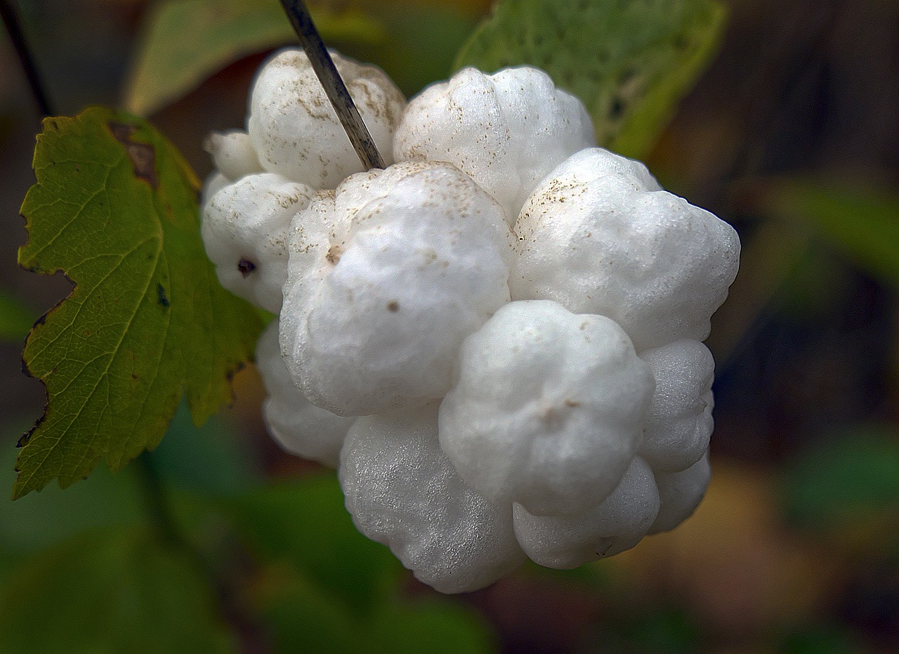 Image - snow berry fruit bang berry