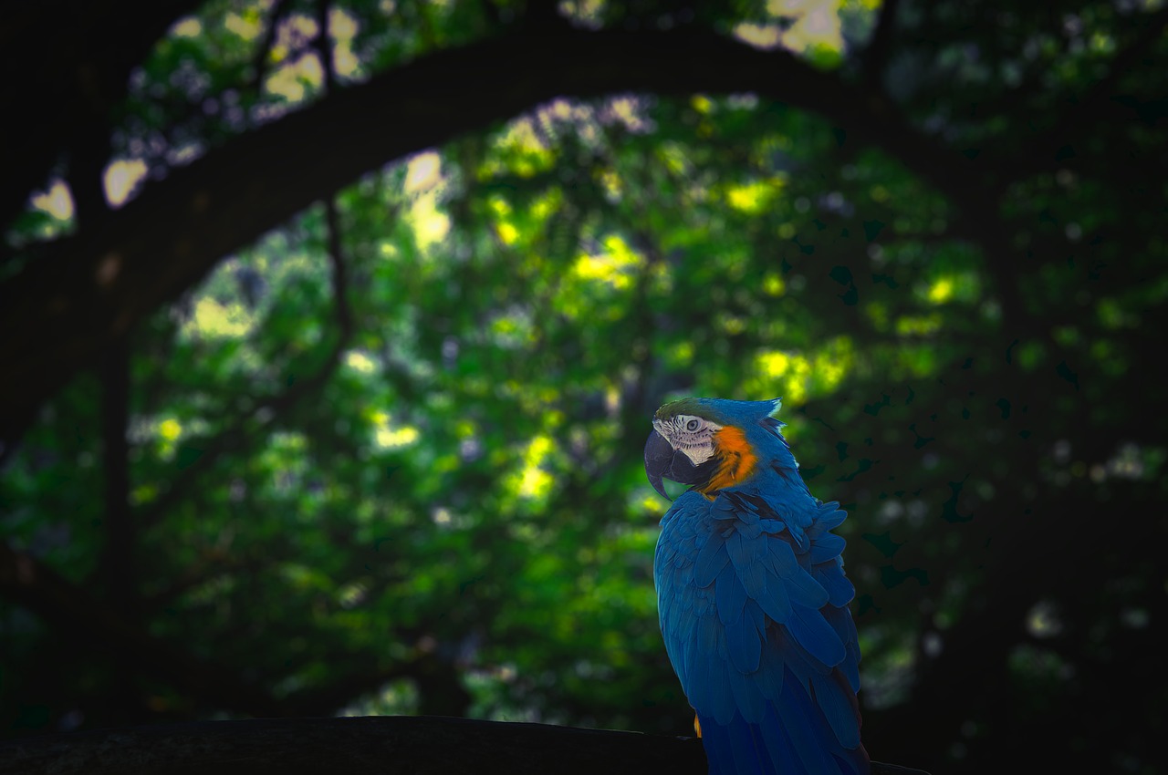 Image - parrot jungle blue green dark