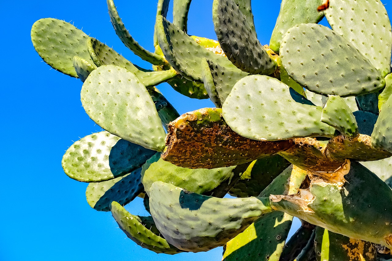 Image - prickly pear cactus fatty plant