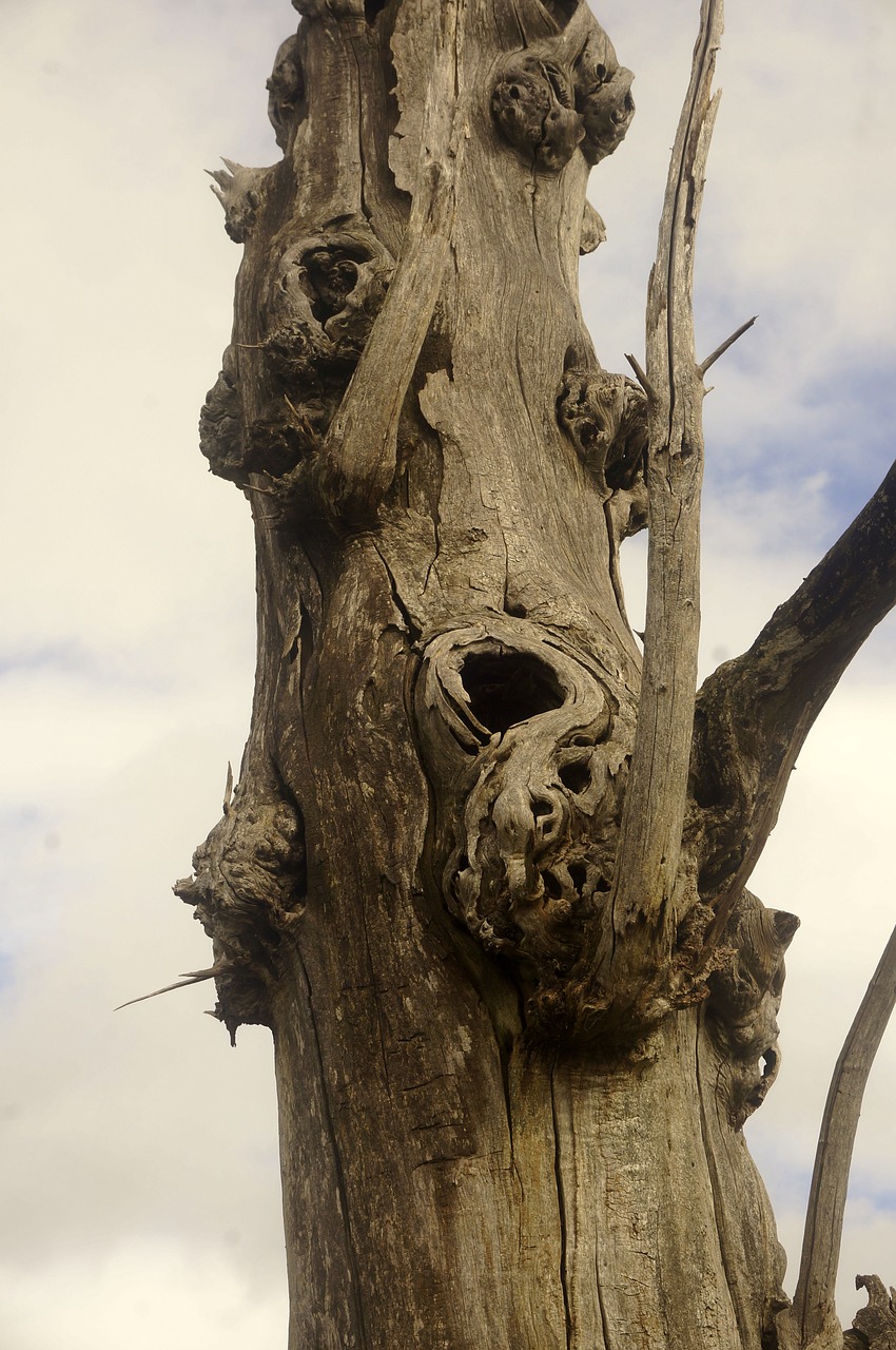 Image - tree trunk dry deadwood