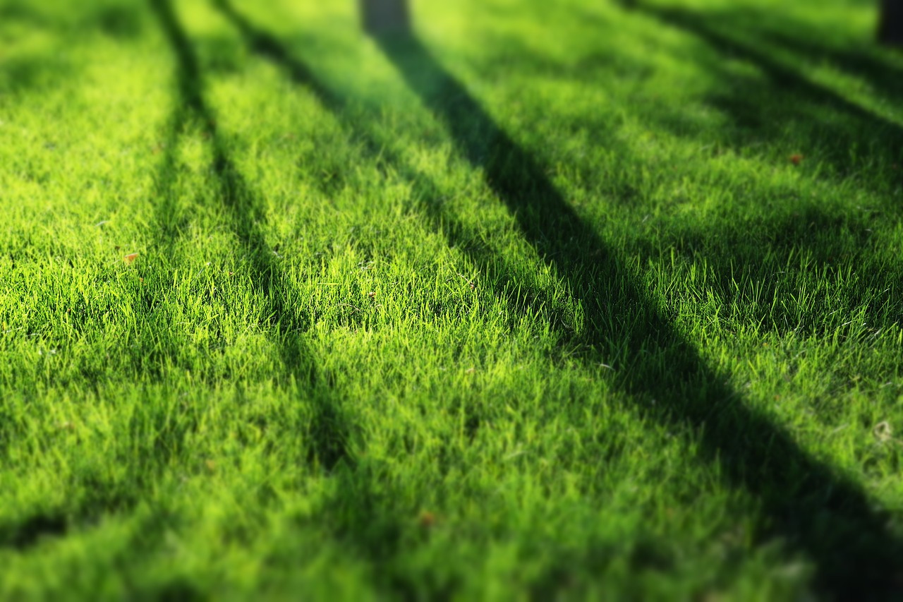 Image - green grassland sunshine shadow