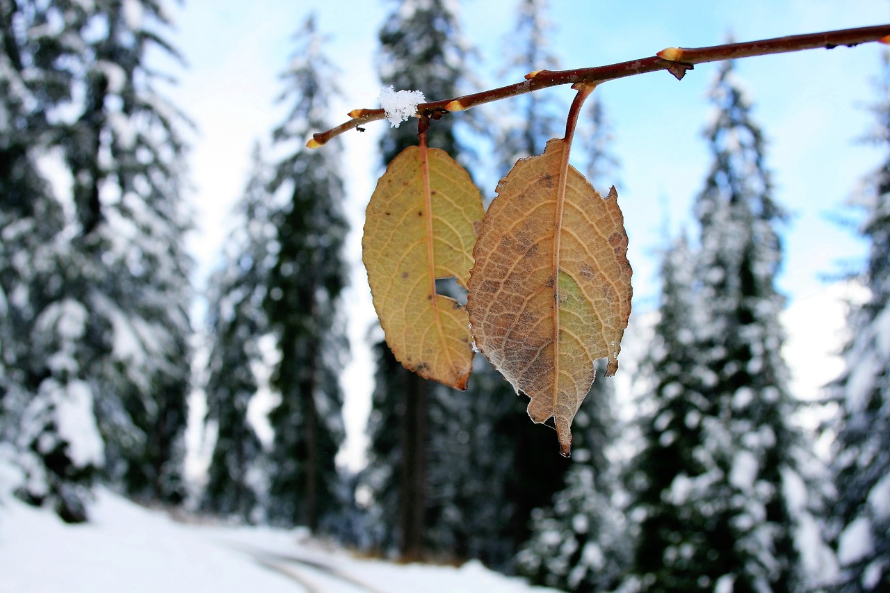 Image - winter snow nature mountains pine