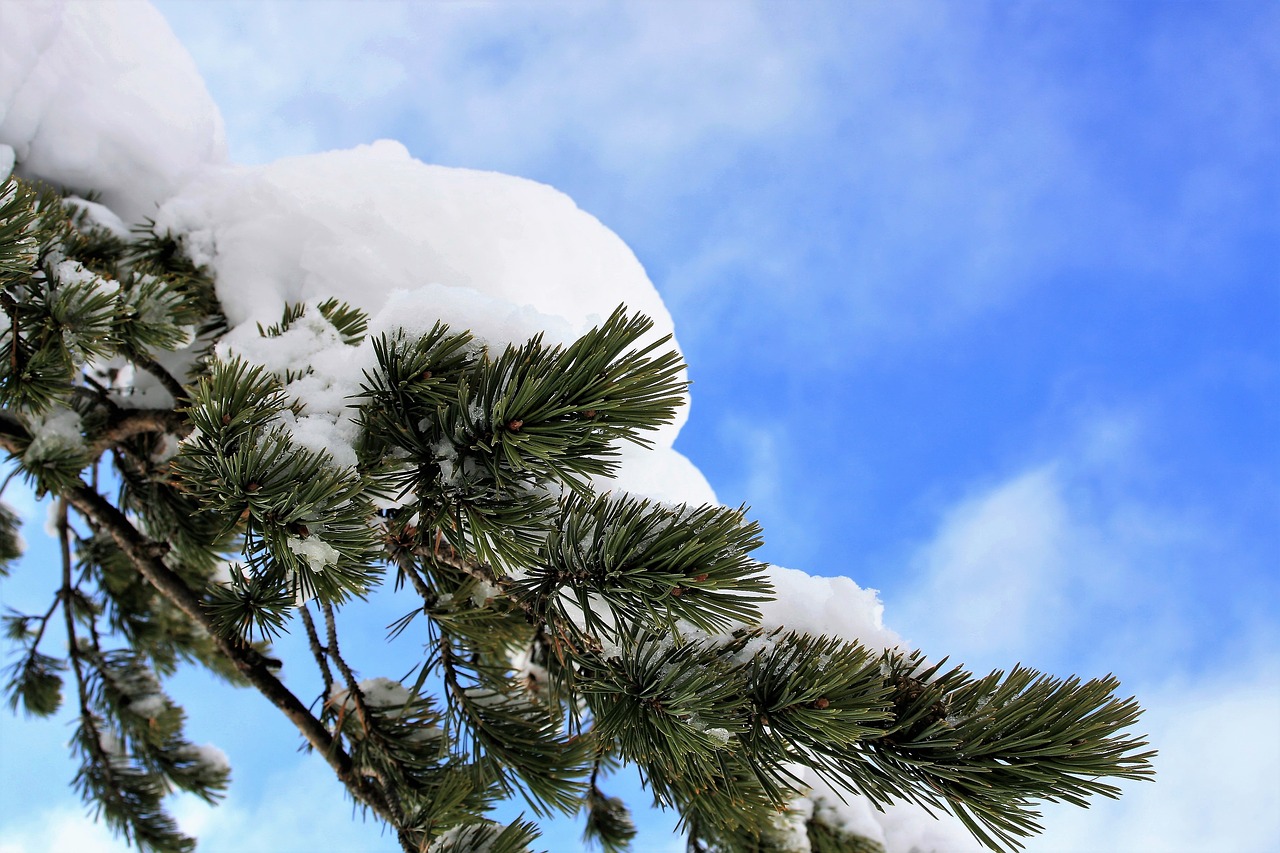 Image - winter christmas tree pine snow