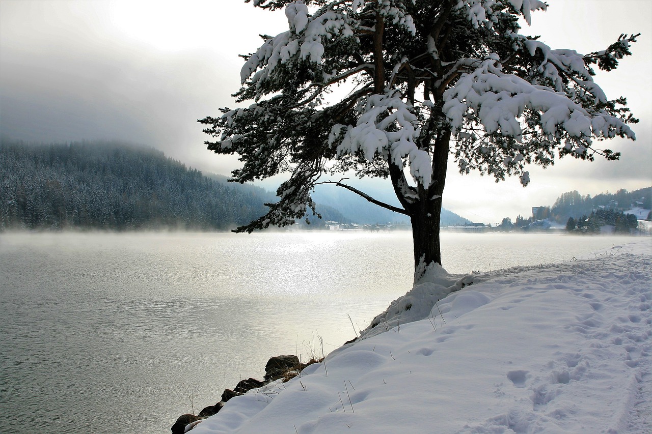 Image - snow tree coniferous lake