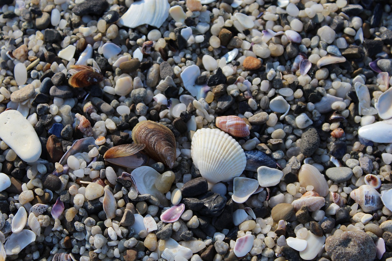 Image - sand shells beach sea summer