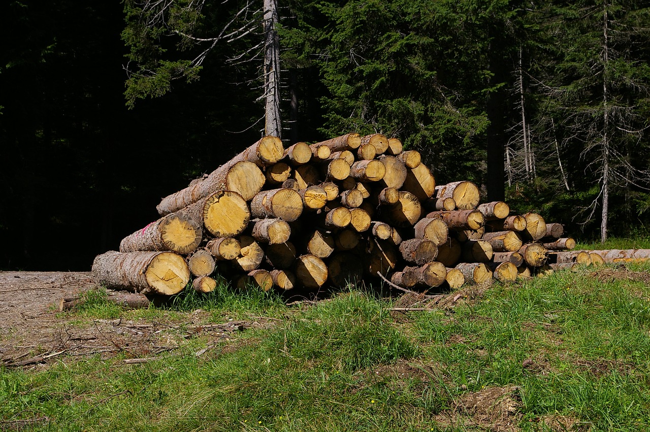 Image - wood trunks bark trees mountain