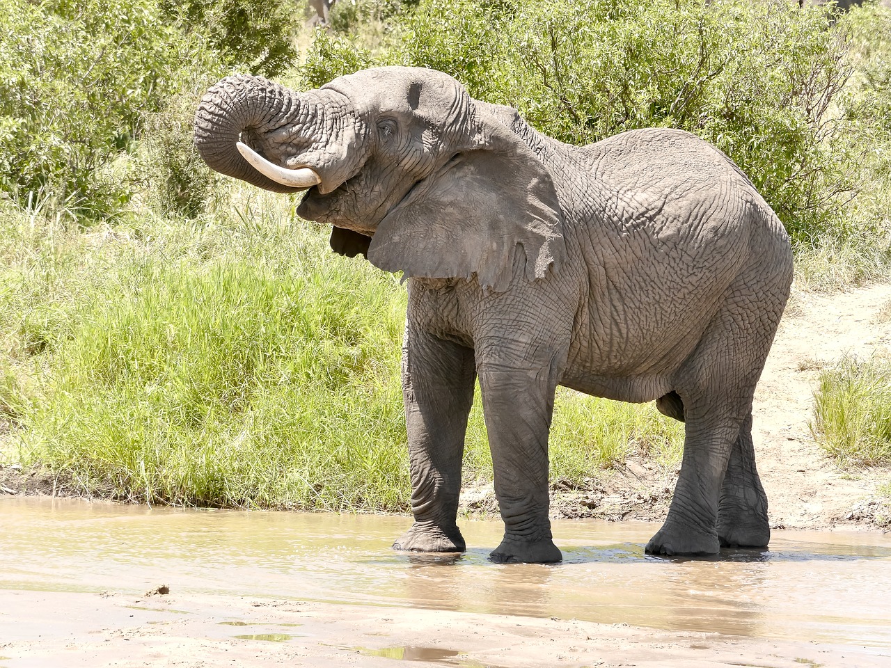 Image - elephant nature experience safari