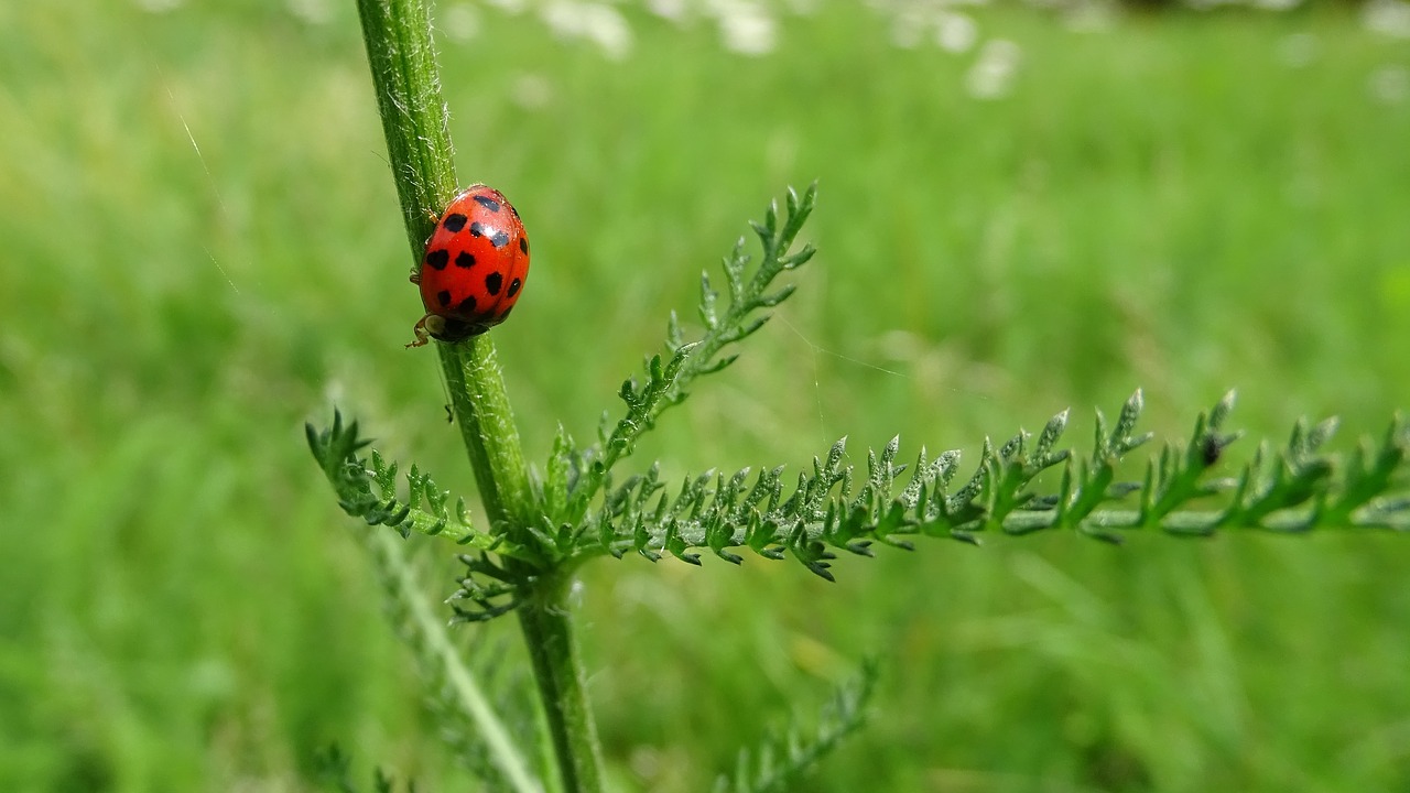 Image - ladybug summer green insect beetle