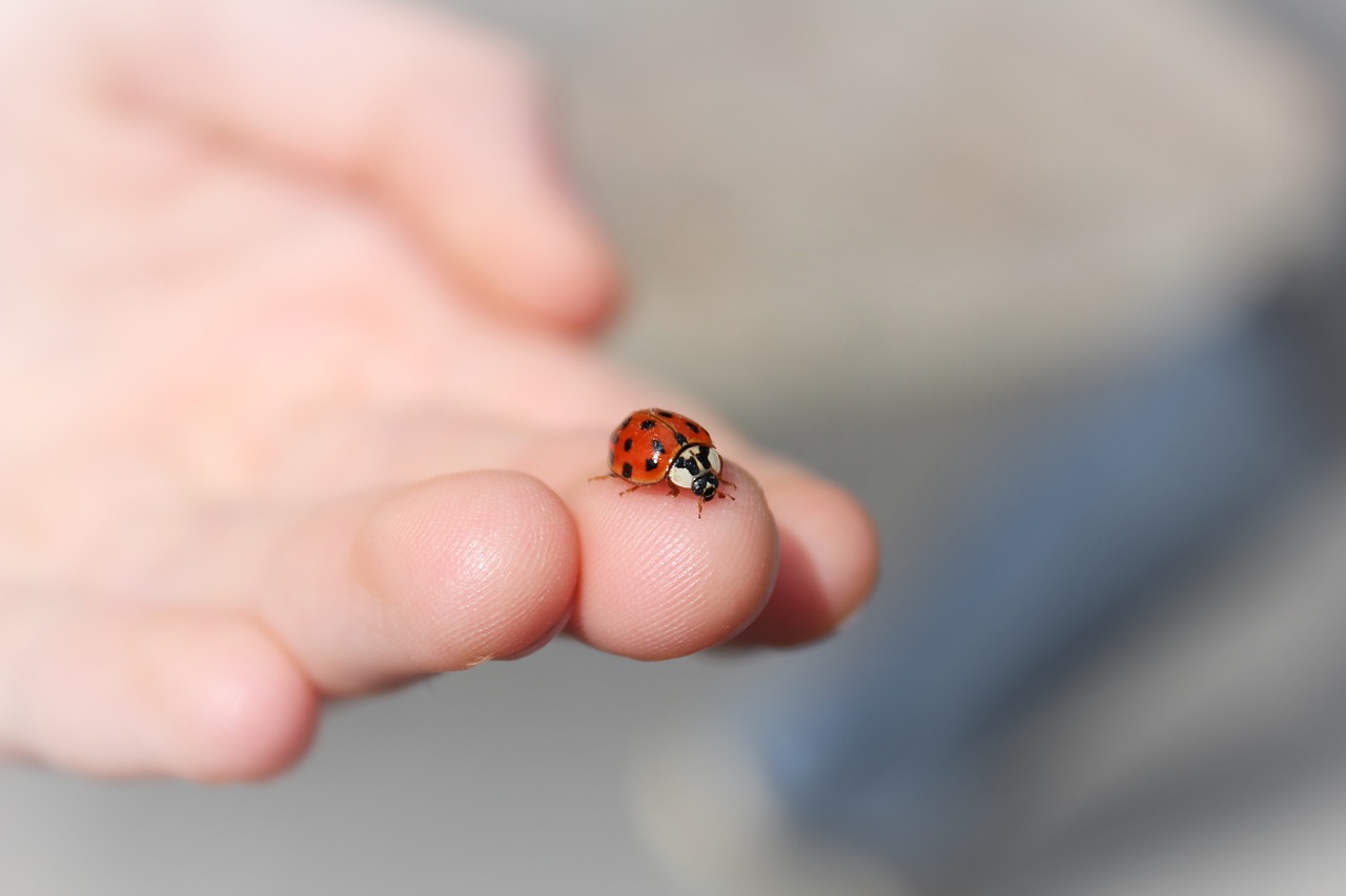 Image - ladybug hand finger