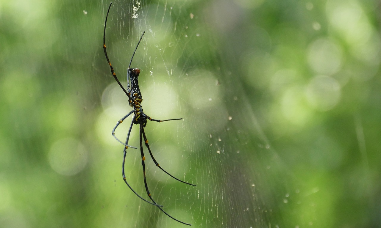 Image - spider web jungle arachnid