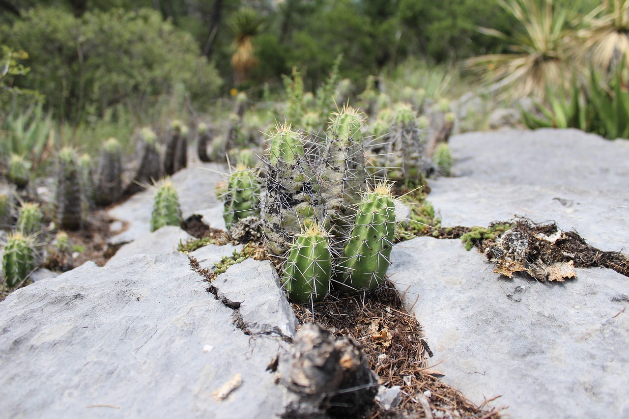 Image - cactus stone rock water old