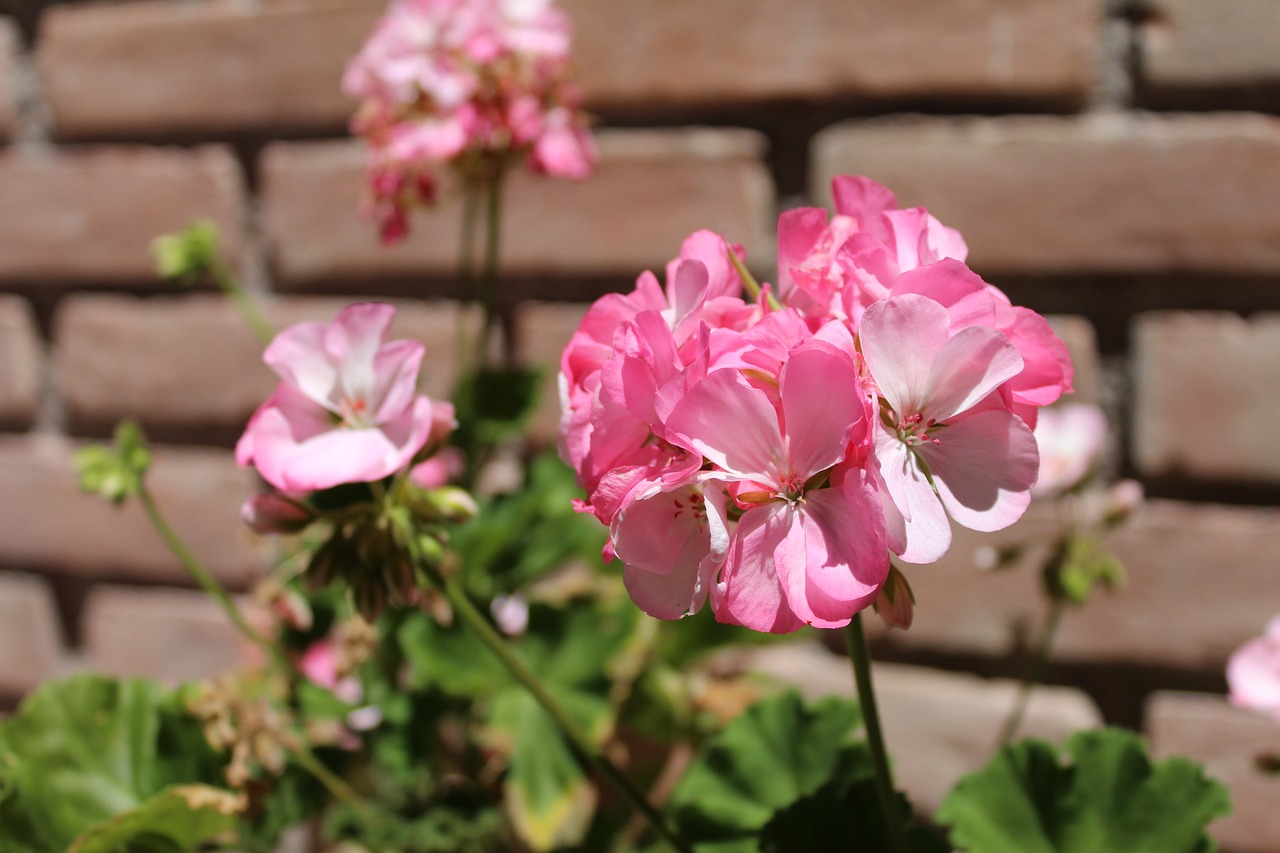 Image - flower rosa nature plant air free