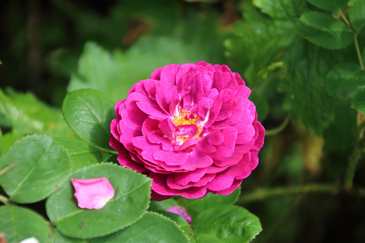 Image - pink rosary nature petal flower