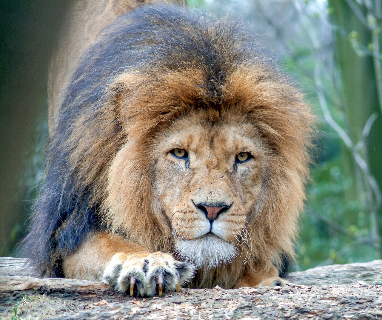 Image - lion animal big cat zoo cat