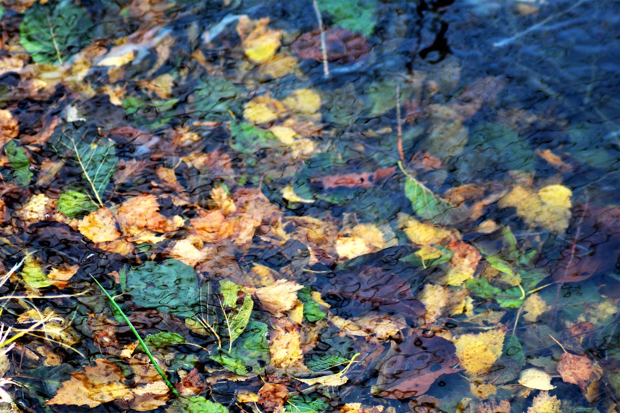 Image - leaves autumn water underwater