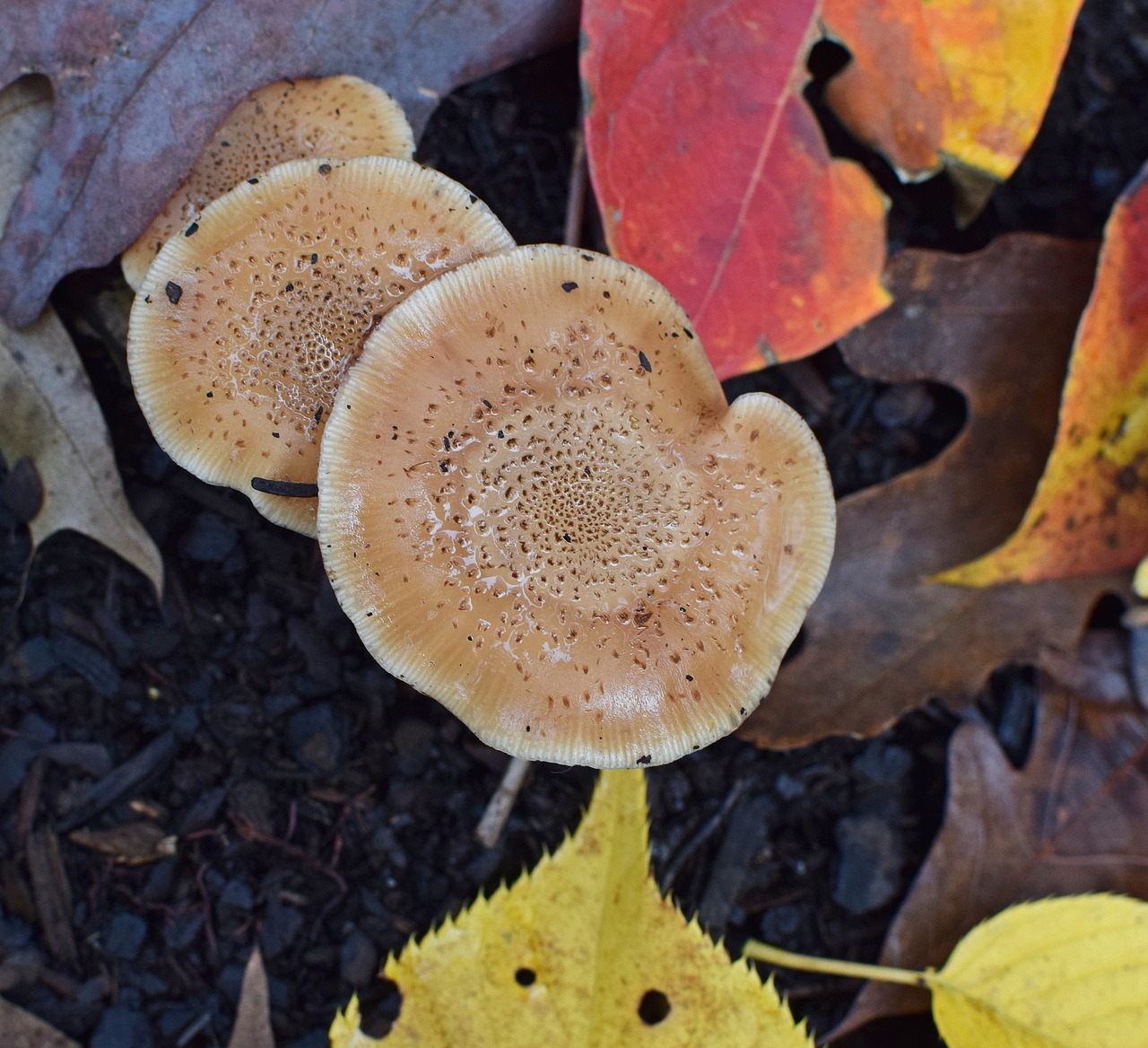 Image - rain wet fall mushrooms mushroom