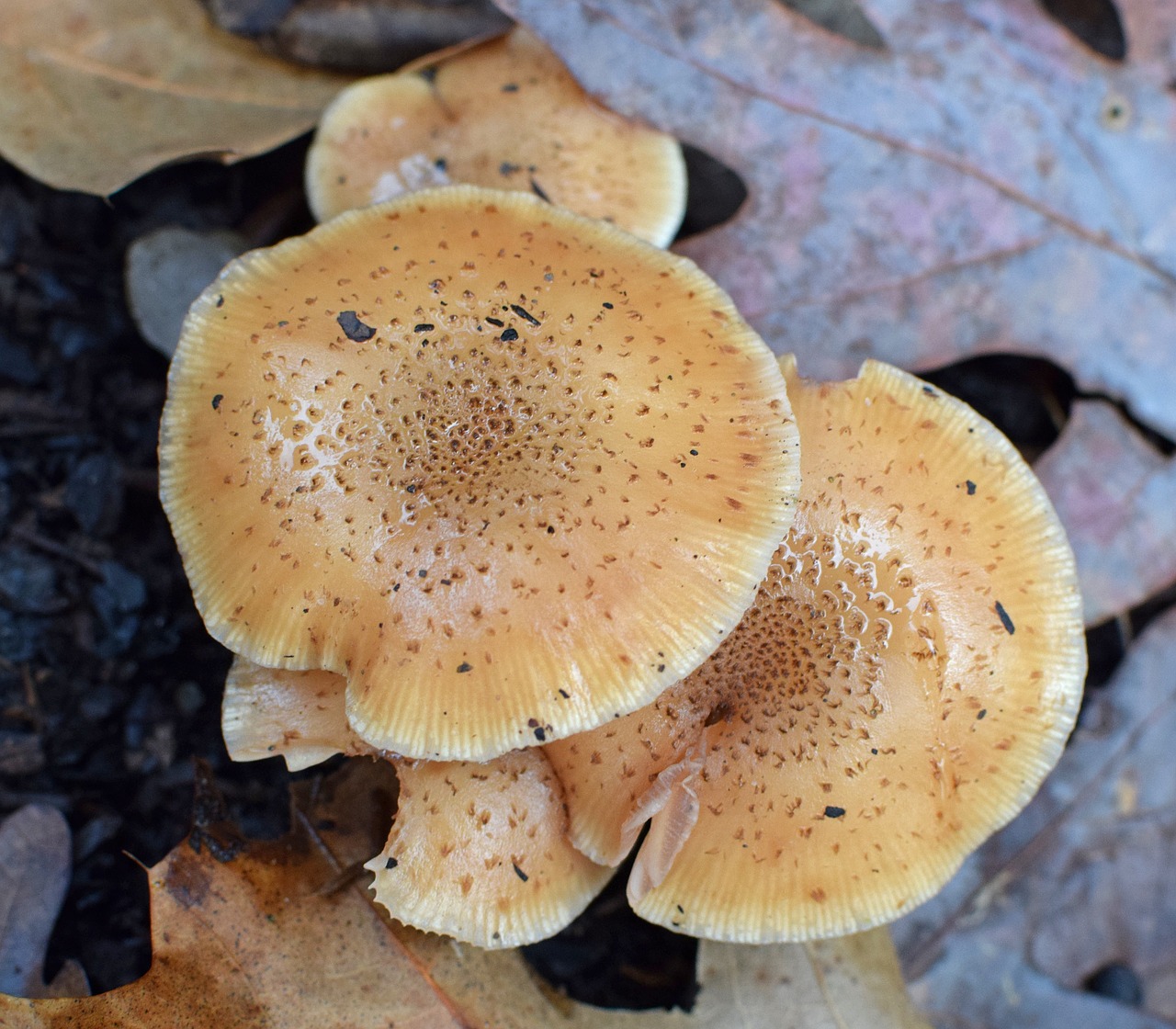 Image - rain wet fall mushrooms mushroom