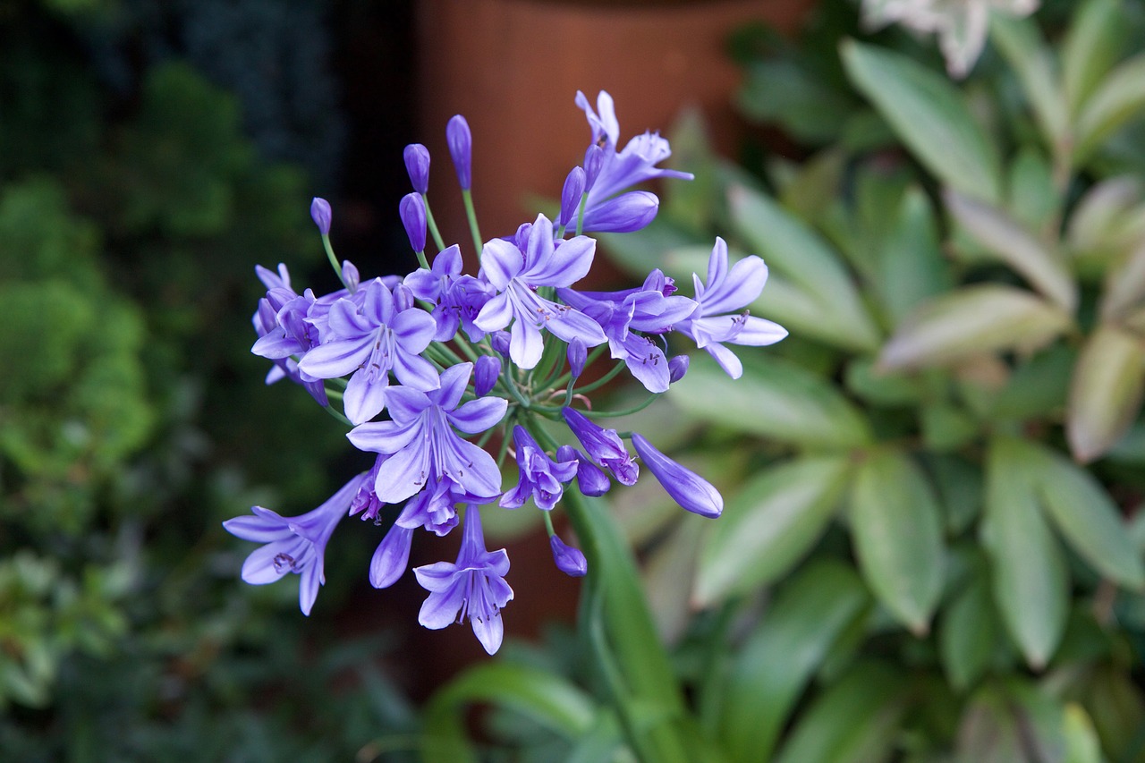 Image - agapanthus nature purple flower