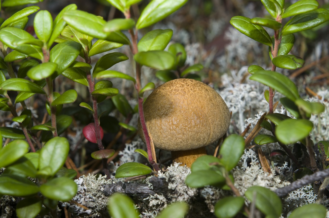 Image - mushroom boletus yanao macro