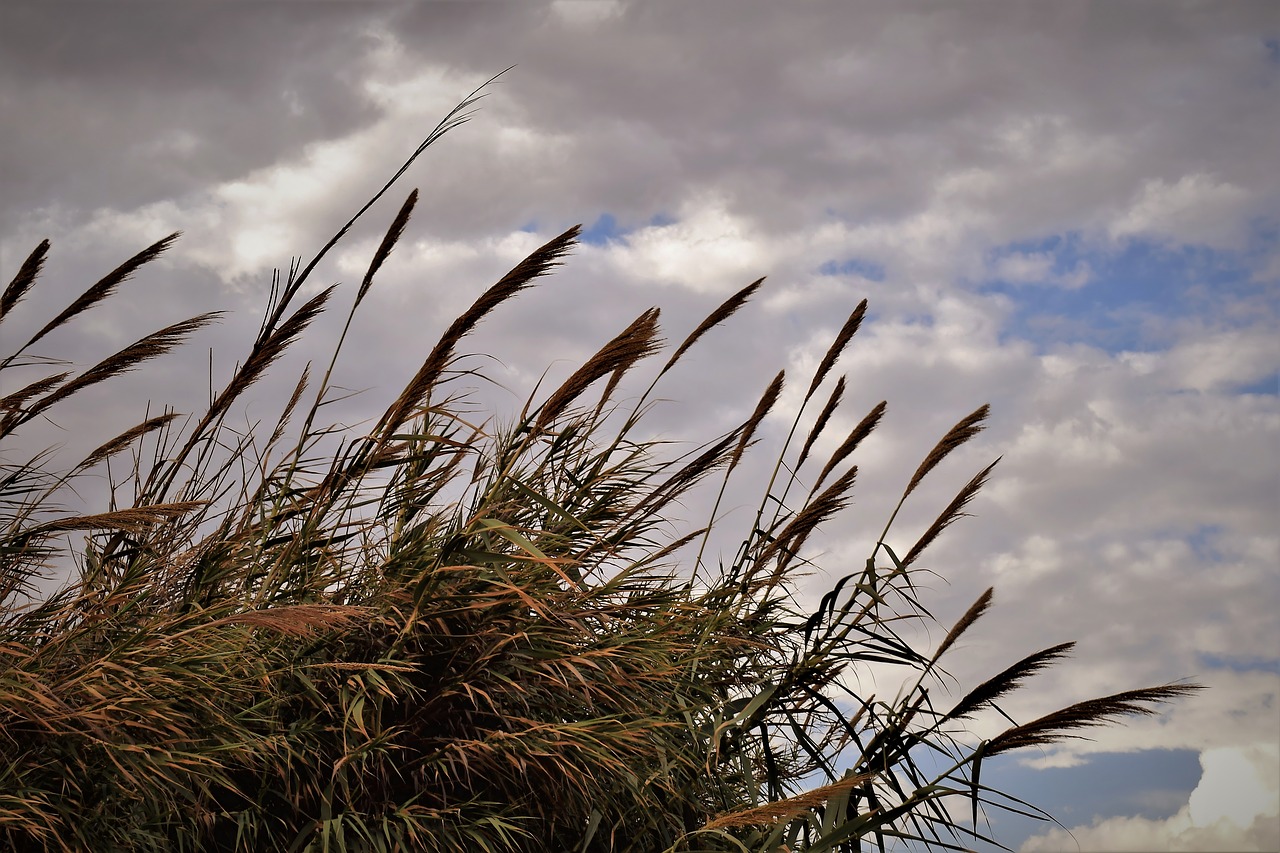 Image - reeds sky clouds autumn nature