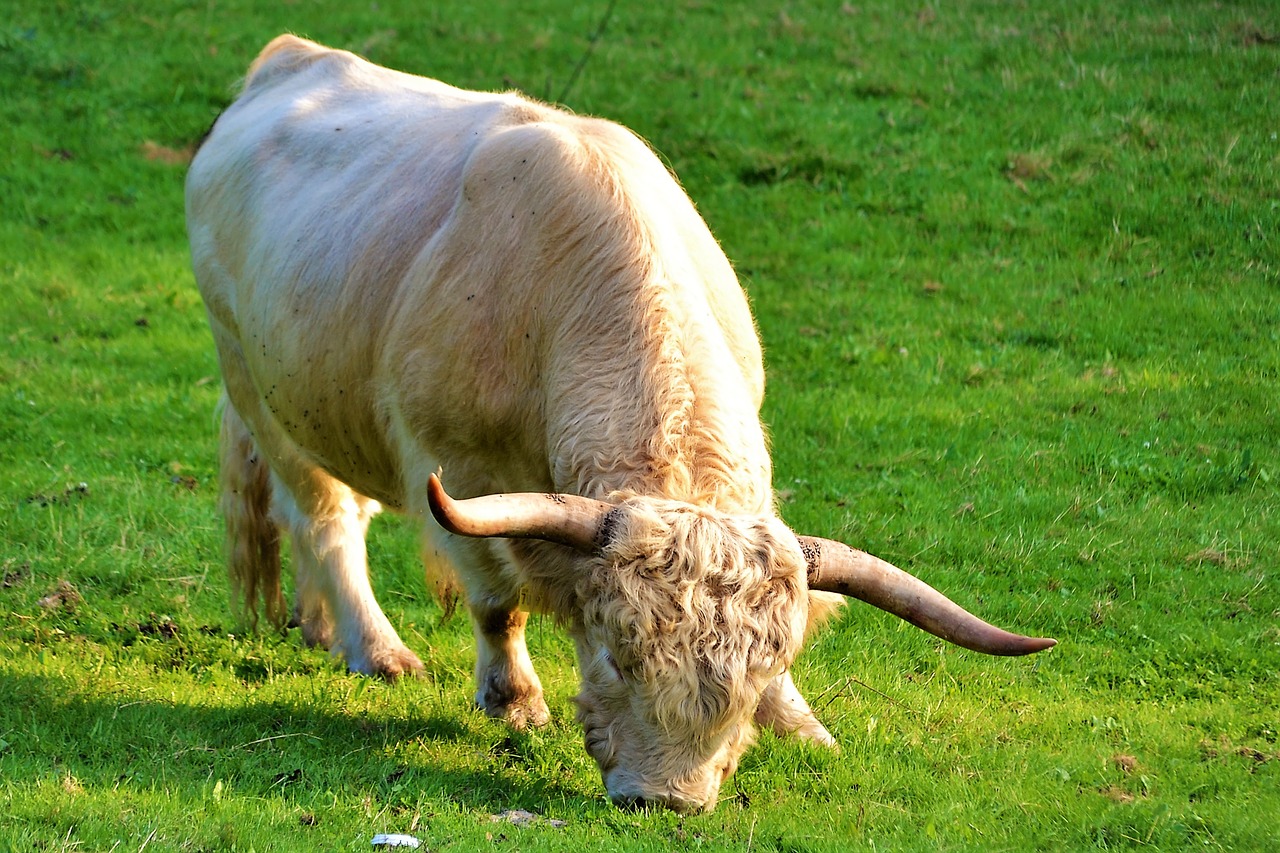 Image - beef cow cattle cows pasture