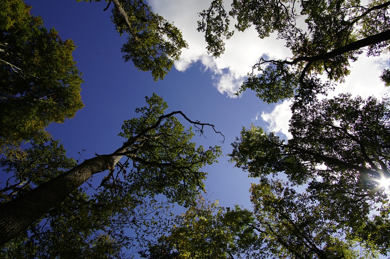 Image - tree sky clouds blue mood log