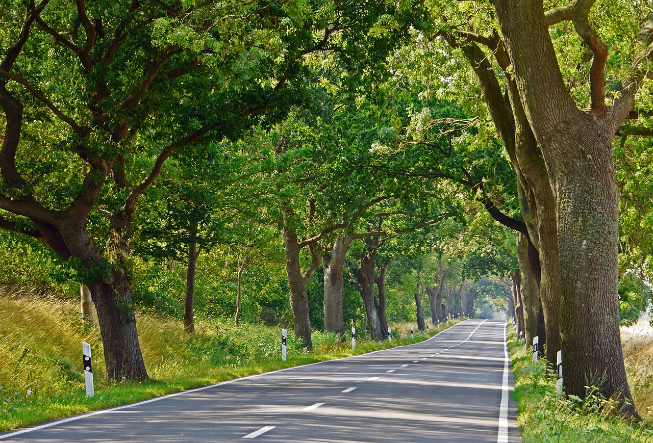 Image - rügen avenue road summer old trees