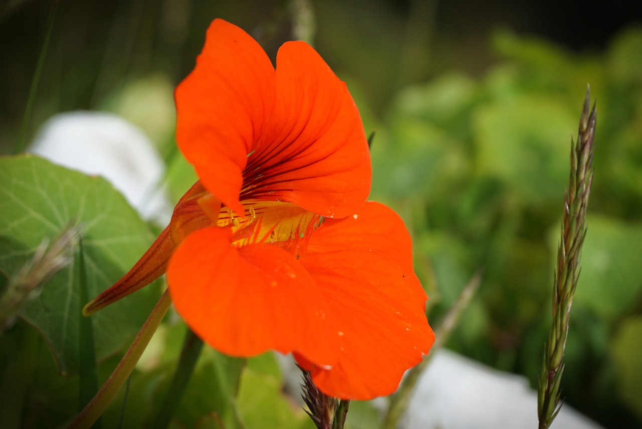 Image - flower orange edible petal