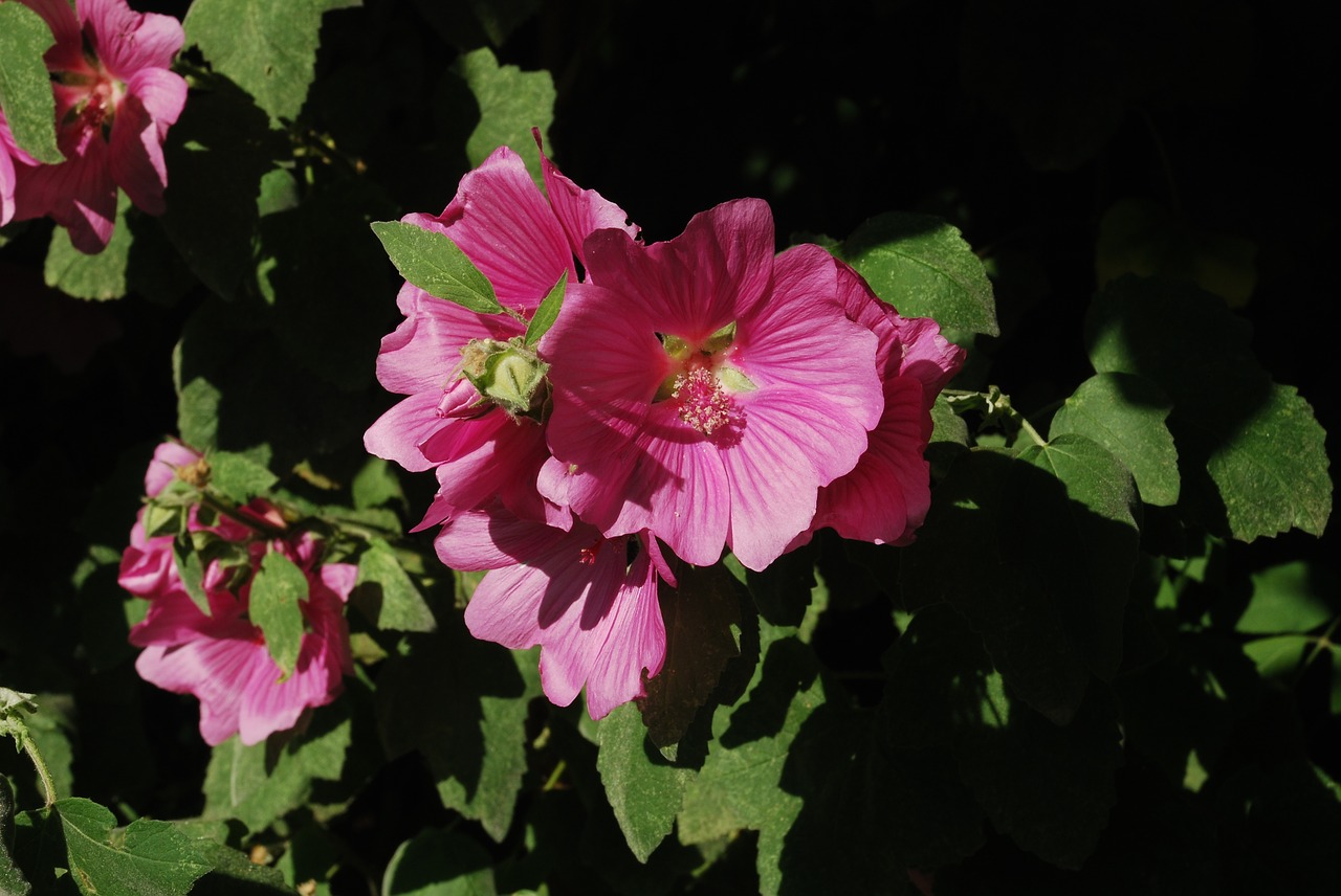 Image - flower lavatera nature